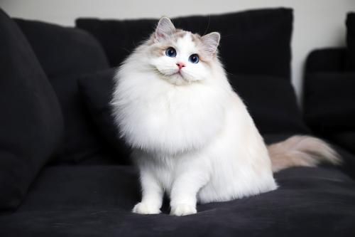 纯种布偶猫价格多少钱一只（布偶猫品相怎么看）