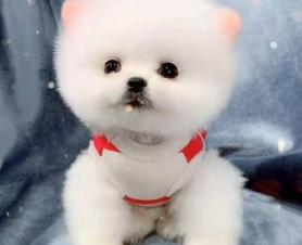 博美多少钱（为什么越来越多人养）