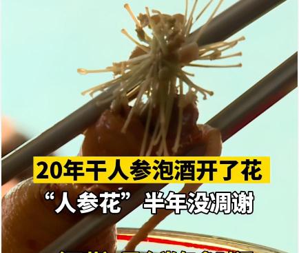 人参花多少钱一斤（20年干人参泡酒却开了花）