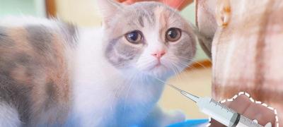 猫咪抗体检测多少钱（新手如何在家给猫咪打疫苗带示范图）