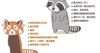 小熊猫多少钱（千万不要吓唬小熊猫）