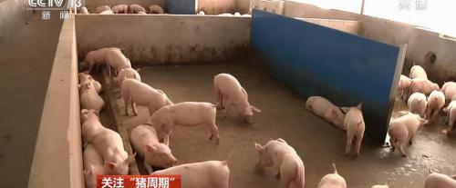 松茸多少钱（日本3颗松茸拍出5万高价）