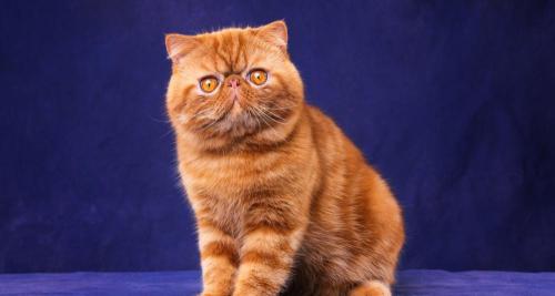 加菲猫多少钱（加菲猫不仅价格便宜）