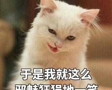 布偶多少钱（几种常见猫咪的市场价）
