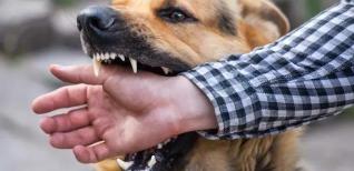 小狗狂犬疫苗多少钱（再次提醒）