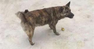 虎斑犬多少錢一只(上饒原生犬種)