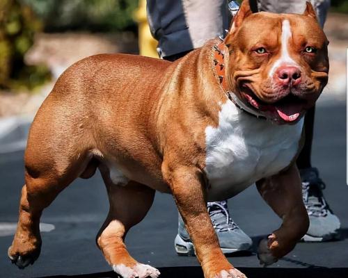 惡霸犬多少錢一只幼犬（難怪現在少人養惡霸犬）