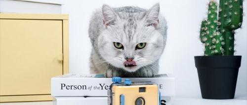 宠物店猫咪多少钱一只（英短猫多少钱一只）