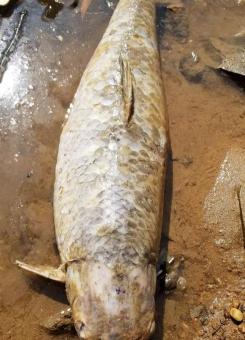 25克的青鱼石值多少钱（幸运）