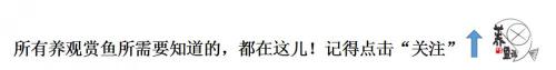 龙鱼一般多少钱（龙鱼多少钱）