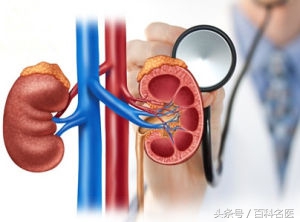 做肾功能检查要多少钱（肾功能还不好怎么看）