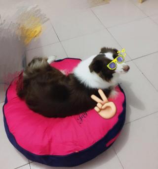 大狗洗澡要多少钱一次（养一只大型犬要花多少钱）