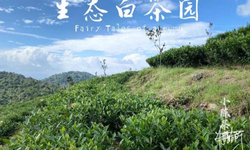 漳平水仙茶一斤多少钱（大红袍是红茶）