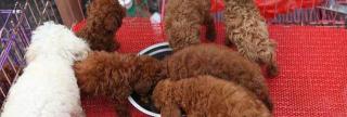 泰迪多少钱一只幼犬（泰迪狗多少钱一只）