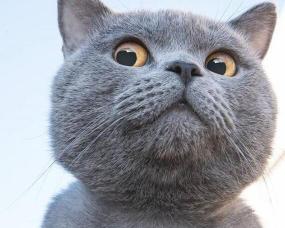蓝猫价格是多少钱一只（为什么这么多人养）