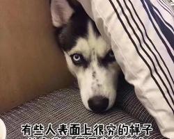 宠物疫苗多少钱一针（养一只狗）