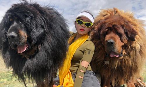 木羊犬多少钱一只（锤系德牧一只上百万）