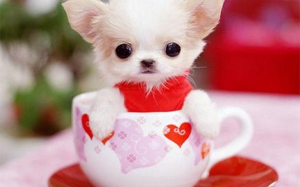 博美茶杯犬多少钱一只（超可爱狗狗却短命）