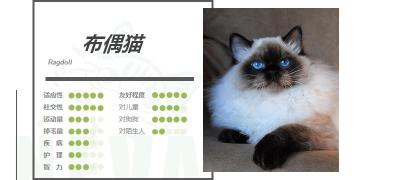 重点色布偶多少钱一只（布偶猫丨海）