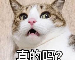 斯芬克斯猫多少钱一只（猫界中）