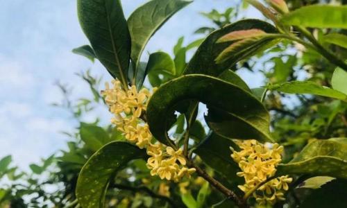 桂花多少钱一斤（手把手教你制作桂花药酒）