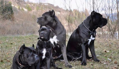 卡斯羅犬多少錢一只(卡斯羅原來這么)