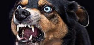小狗狂犬疫苗多少钱（小心）