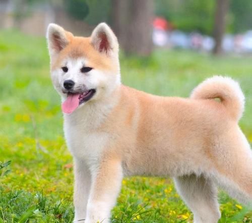 秋田犬大概多少钱（这才是秋田犬少价格高的原因）