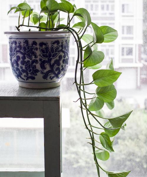 綠蘿花茶多少錢一斤（公認(rèn)的）