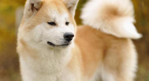 秋田犬大概多少钱（秋田犬为什么卖那么贵）