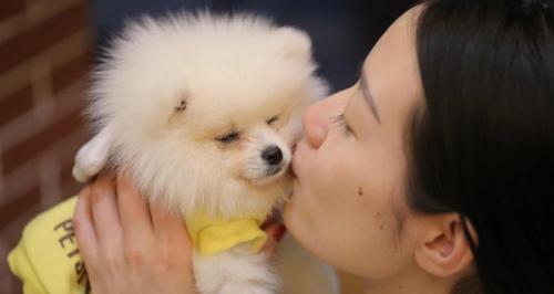 小博美多少錢一只（博美犬價格多少錢一只）