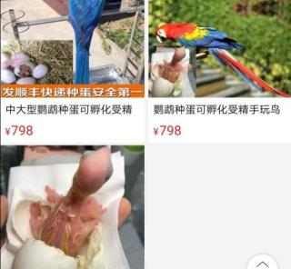 鹦鹉多少钱一只（金刚鹦鹉）