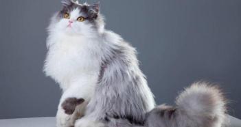 波斯猫多少钱一只（波斯猫缺点多不好养）