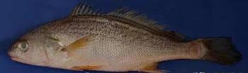 鳘魚膠多少錢一斤（原來赤嘴也分那么多種）
