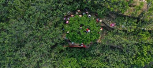 乌岽单丛茶多少钱一斤（凤凰单丛与武夷岩茶的区别）
