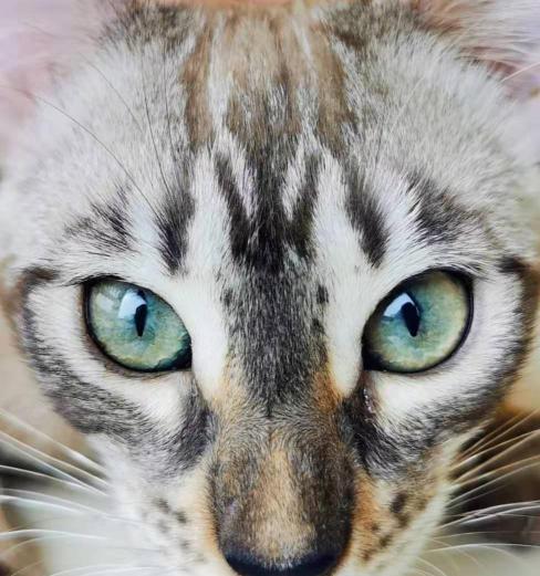 孟加拉豹猫多少钱（手把手教你买）
