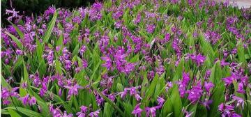 白芨鲜品多少钱一斤（舒志明）