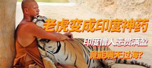 2016果子狸多少钱一斤（老虎庙成老虎加工厂）