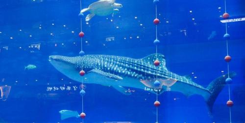 成都海洋館門票多少錢（成都周末親子）