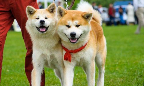 秋田犬大概多少钱（秋田犬价格高的6个原因）
