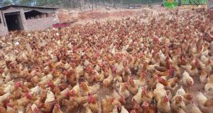 活鸡市场价多少钱一斤（肉毛鸡多少钱一斤）