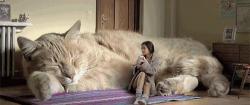 波斯猫多少钱一只（猫咪推荐）