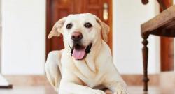 纯种拉布拉多幼犬多少钱一只（拉布拉多怎么养）