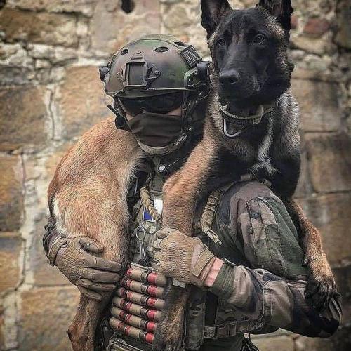 马犬多少钱一只（警犬界的新秀）