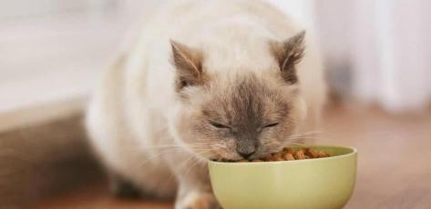 猫粮多少钱一斤（如何挑选猫粮）
