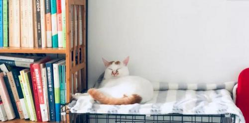 猫打针多少钱（家养的猫咪不需要每年打疫苗）