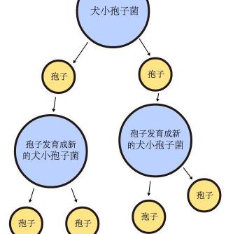 伊曲康唑膠囊多少錢一盒（貓癬很頭疼么）