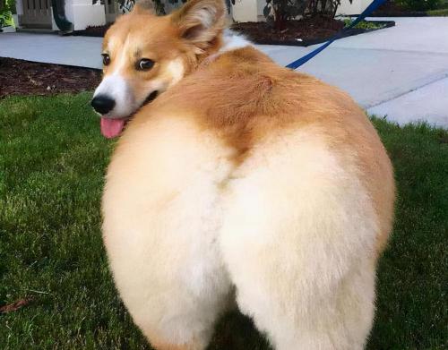 柯基犬一般多少钱（实不相瞒）