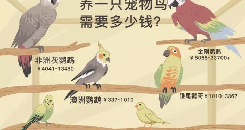 鹦鹉多少钱(第二十七课)