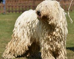 圣伯纳犬多少钱一只（10种难养的狗狗品种）